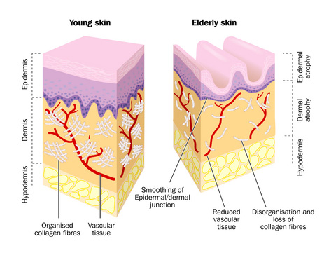 Solaire Introduces Collagen Red Light Therapy