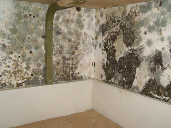 TOXIC-MOULD