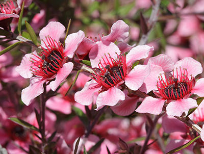 A NZ Manuka bush